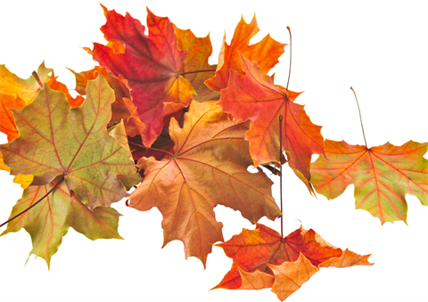 Autumn Leaf Art