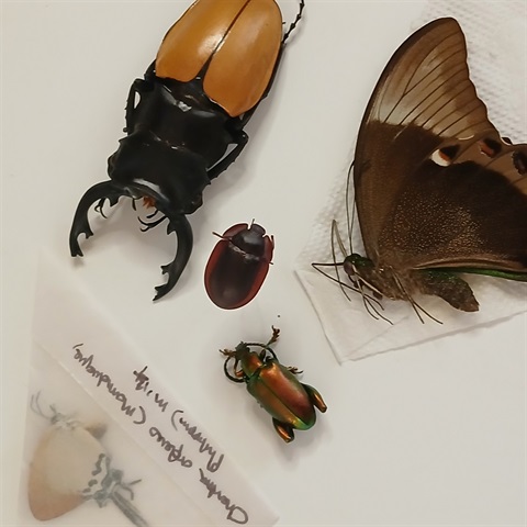 insects_image1.jpg
