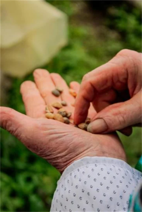 Seed saving image.png